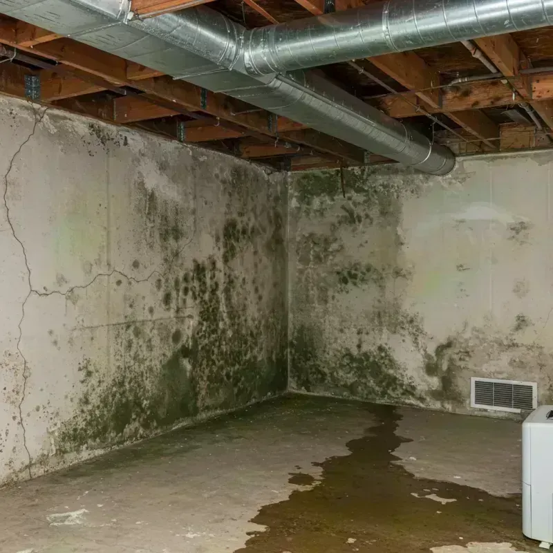 Professional Mold Removal in Adams County, MS